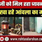 पटना Zoo में बदला जानवरों का आहार! Chimpanzee को Chyawanprash, भालू खा रहे Amla Murabba