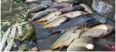 Neeraj Kumar मांस बिक्री नीति पर सफाई