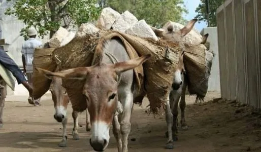 Donkey Farming पर ₹50 लाख सब्सिडी, NLM योजना का लाभ